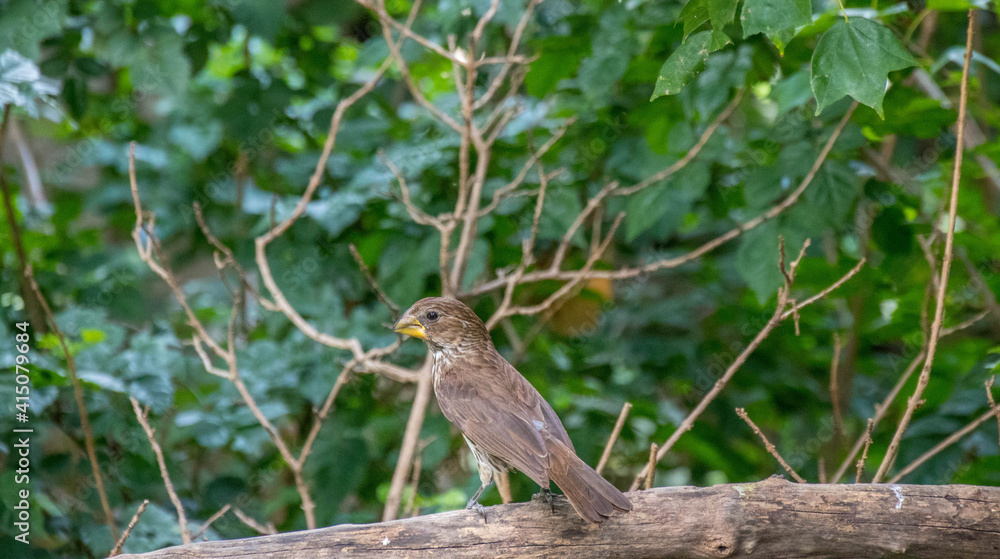 Thick-billed weaver isolated in an urban garden Thick-billed weaver isolated in an urban garden