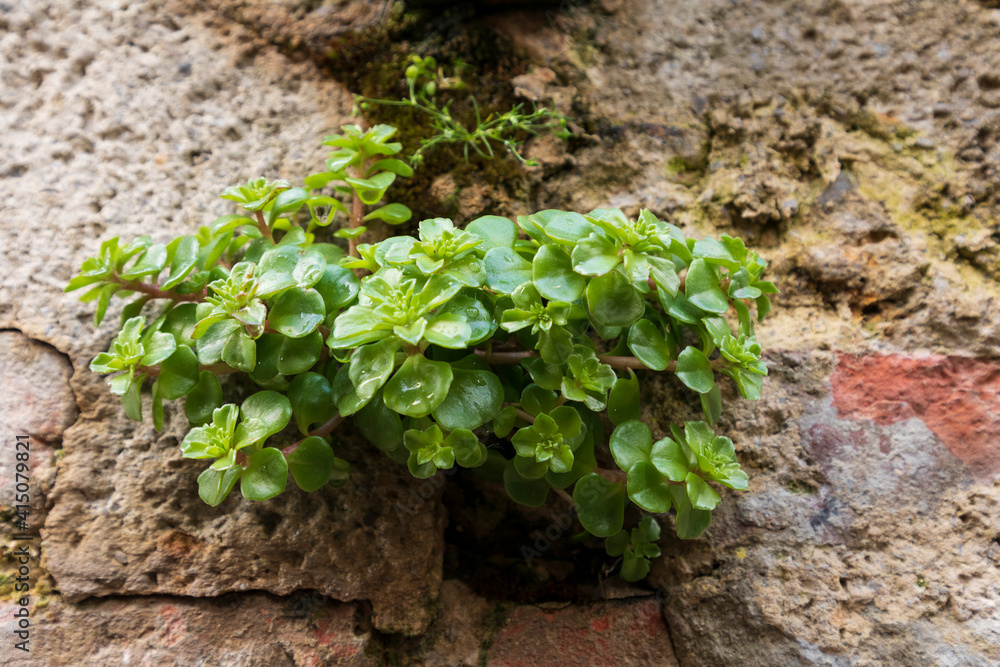 Italy, Sicily, Palermo Province, Gangi. Stone wall with plants growing out of it.