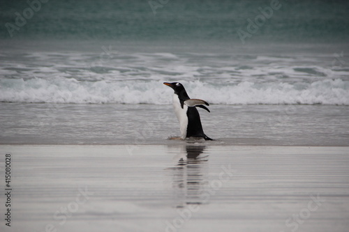 Gentoo Penguin  Volunteer Point  East Falkland.