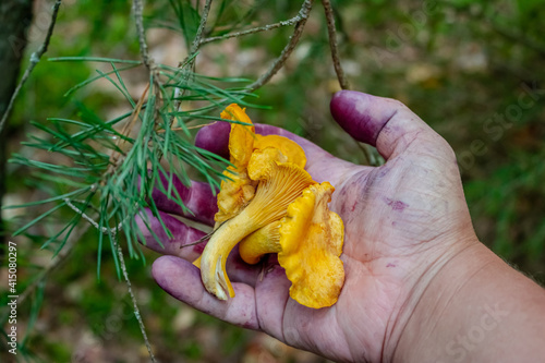 The hand holds a group of three chanterelles. Just collected mushrooms in the forest. Hands are smeared in blueberry juice of purple color