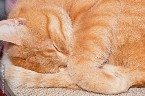 The ginger cat is curled up in a ball and is sleeping. The cat covered his nose with his paw.