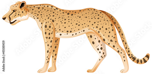 Adult leopard in standing position on white background