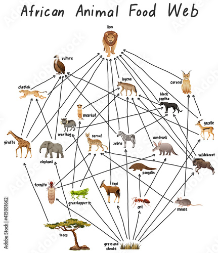 African animal food web on white background