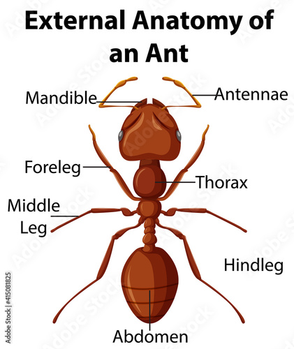 External Anatomy of an Ant on white background