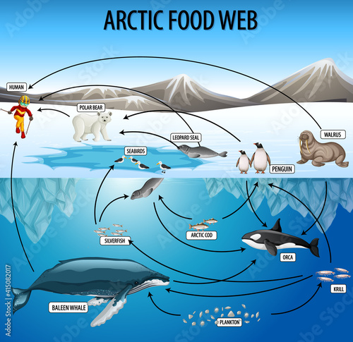 Education poster of biology for food webs diagram