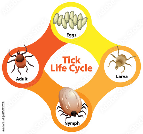Diagram showing life cycle of Tick