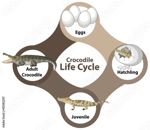 Crocodile Life Cycle Diagram