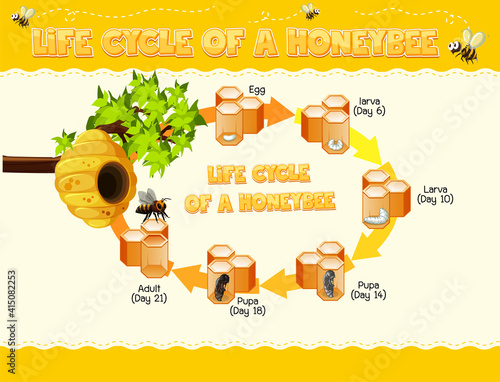 Diagram showing life cycle of Honey Bee
