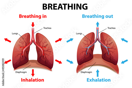 The process of breathing explained