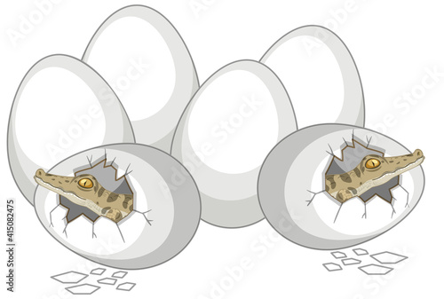 Two alligators just out of egg with other eggs isolated on white background