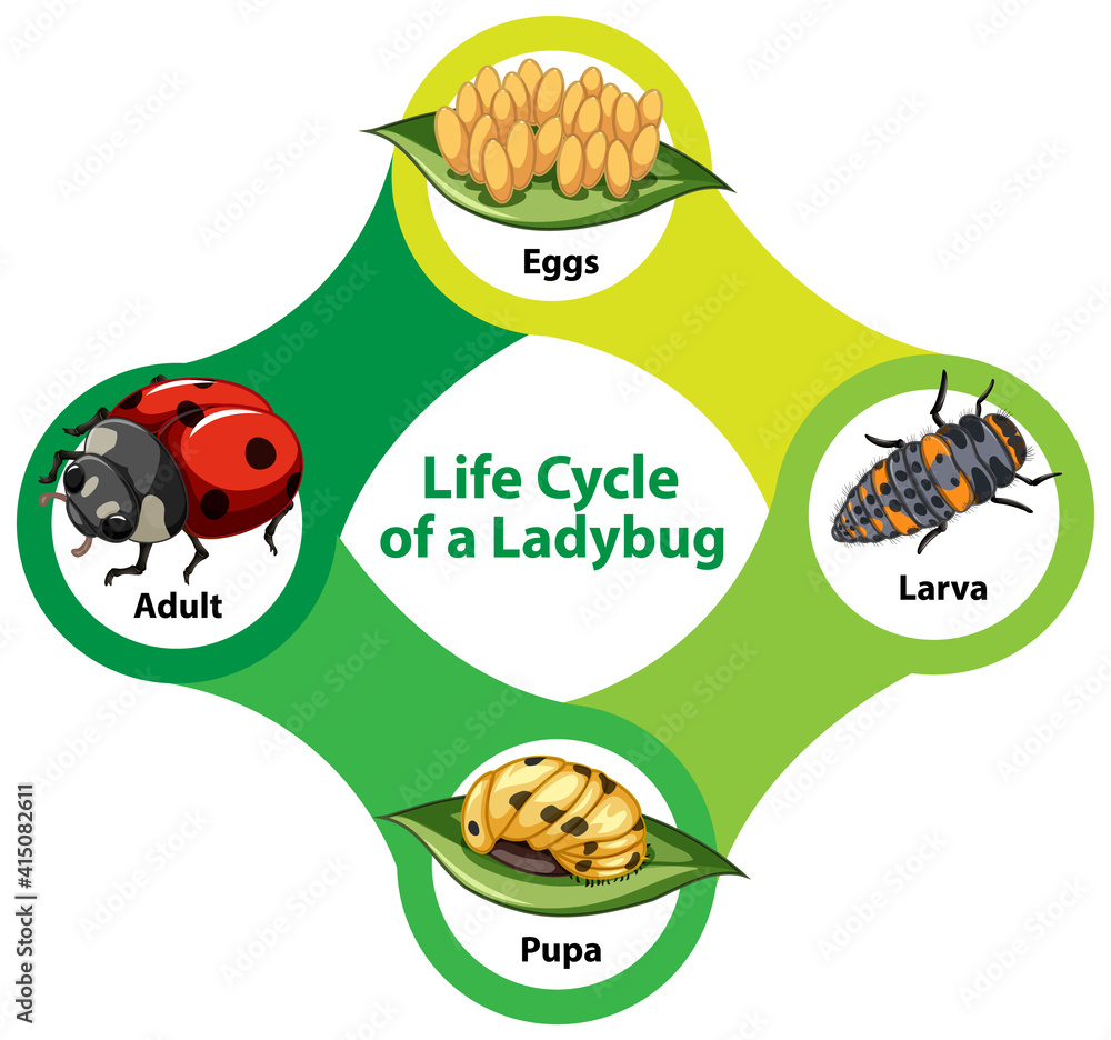 Life Cycle of a Ladybug Diagram Stock Vector | Adobe Stock