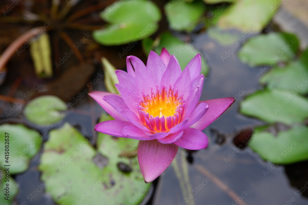 Beautiful pink lotus blossom in the pond Beautiful pink lotus blossom in the pond