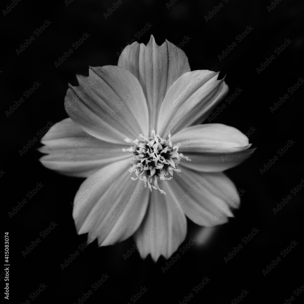 Monochrome flower Monochrome flower
