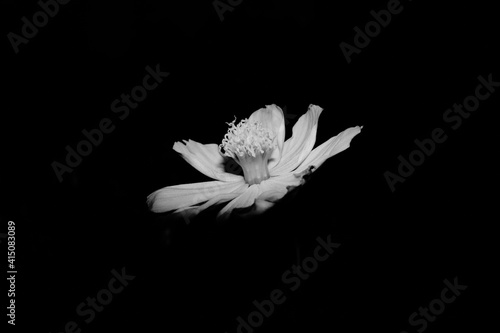 Flower in monochrome