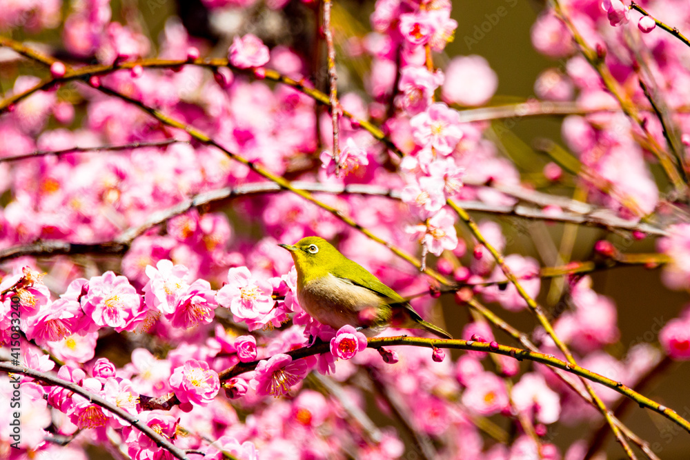 南立石公園のメジロ