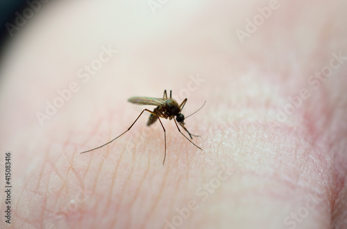 mosquito on human skin in summer macro