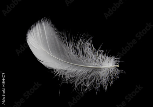 Fototapeta Naklejka Na Ścianę i Meble -  Single white feather isolated on black background.