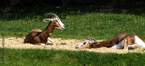 Dama gazelle, Gazella dama mhorr or mhorr gazelle is a species of gazelle photo