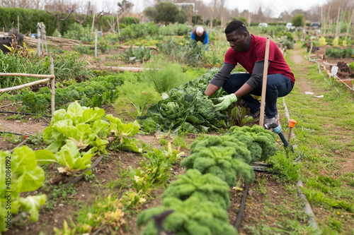African american gardener picking fresh cabbage in garden outdoor