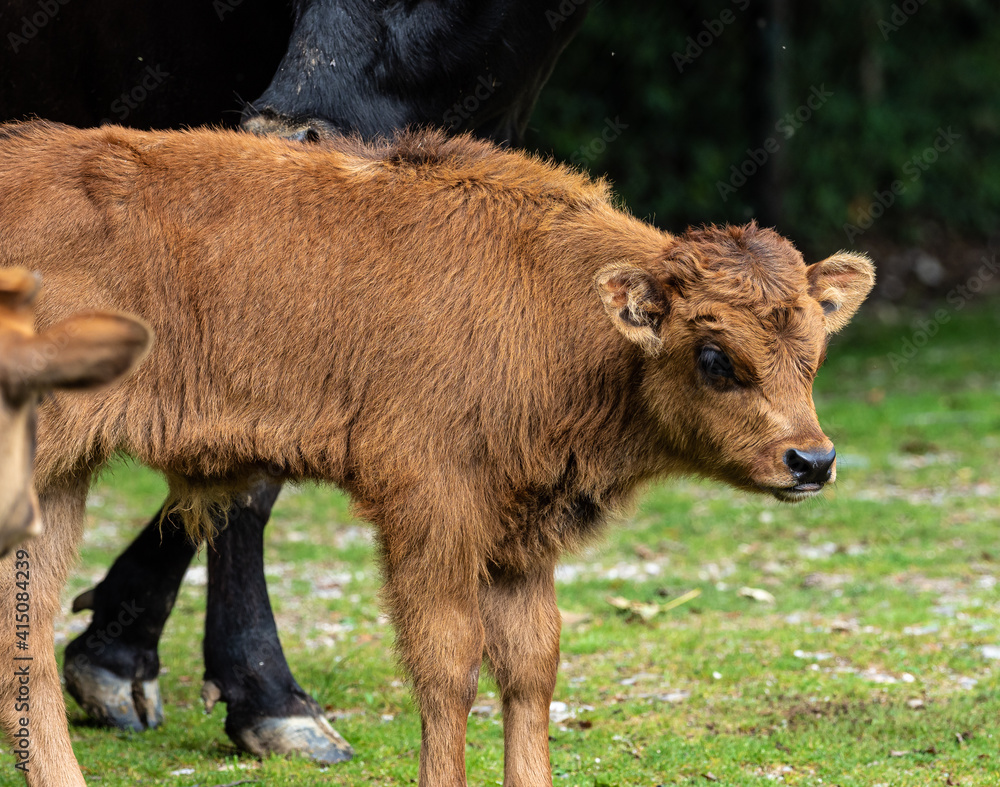Baby Heck cattle, Bos primigenius taurus or aurochs in the zoo Baby Heck cattle, Bos primigenius taurus or aurochs in the zoo