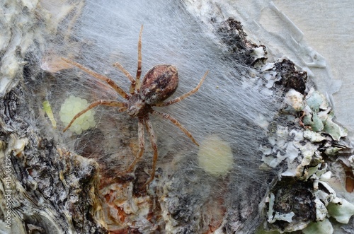 female spider guarding her eggs on a tree behind silk web