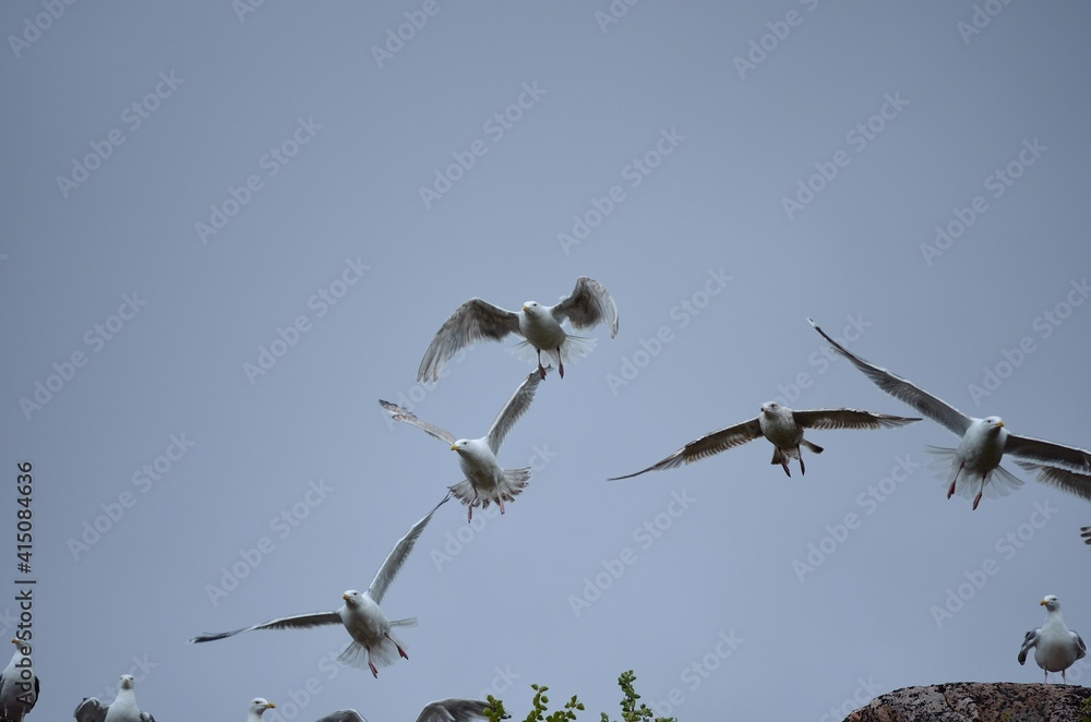 huge seagull flock taking flight on a bird mountain on the island of Senja, Norway, during mating season huge seagull flock taking flight on a bird mountain on the island of Senja, Norway, during mating season