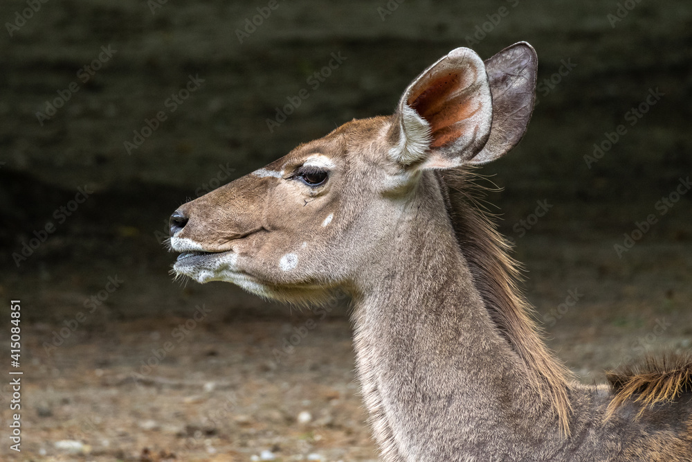 The common eland, Taurotragus oryx is a savannah antelope