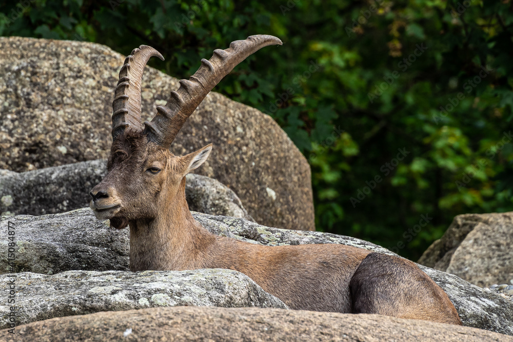 Male mountain ibex or capra ibex on a rock Male mountain ibex or capra ibex on a rock