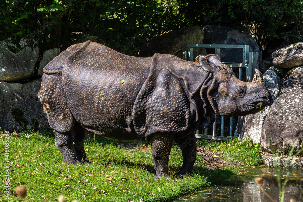 Fototapeta premium The Indian Rhinoceros, Rhinoceros unicornis aka Greater One-horned Rhinoceros