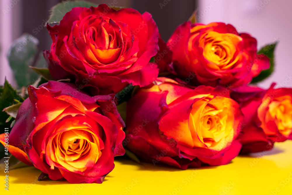 red roses close up, selective focus red roses close up, selective focus