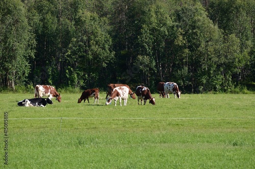cows on summer pasture