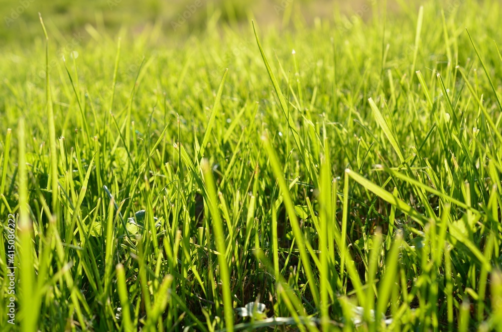 warm summer grass at sunset warm summer grass at sunset