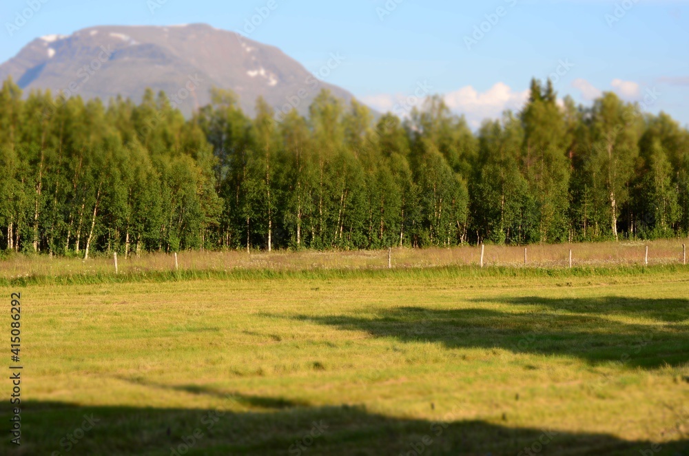 beautiful summer meadow