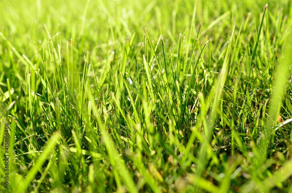 healthy green grass background healthy green grass background