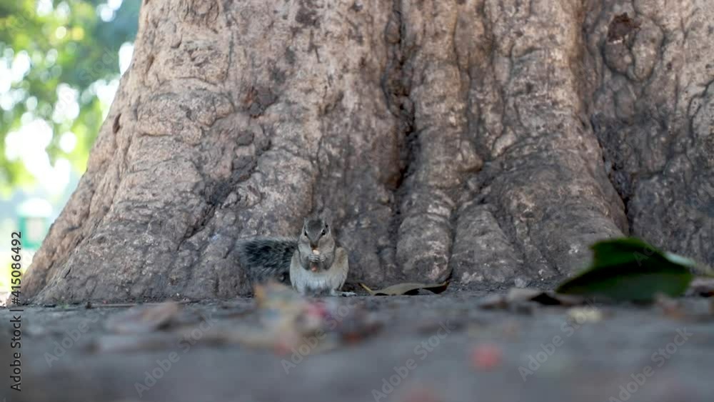 close up of a three stripped indian palm squirrel eating peanuts. close up of a three stripped indian palm squirrel eating peanuts.
