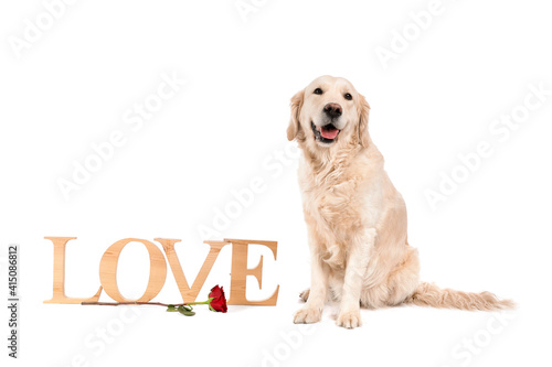Cute dog with flower and word LOVE on white background. Valentine's Day celebration