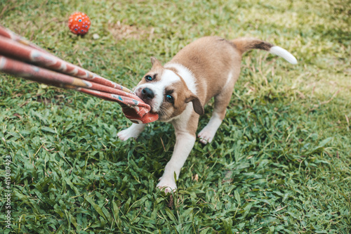 Slika na platnu A one month puppy plays tug of war with an old piece of cloth