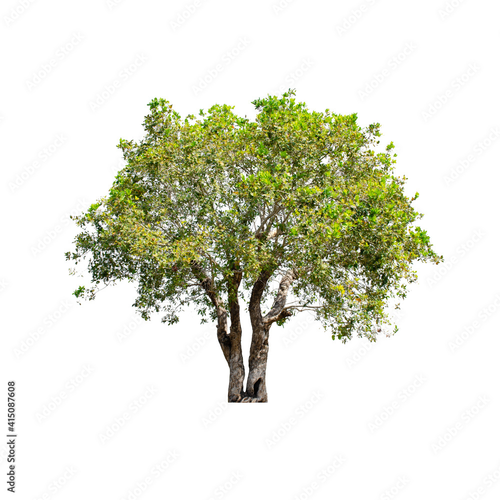 Obraz premium Tree isolated on white background.