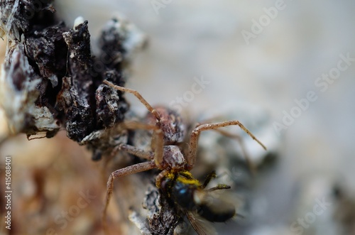 big spider on birch tree caught prey © Arcticphotoworks