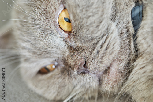 British gray cat lies on the couch, close-up