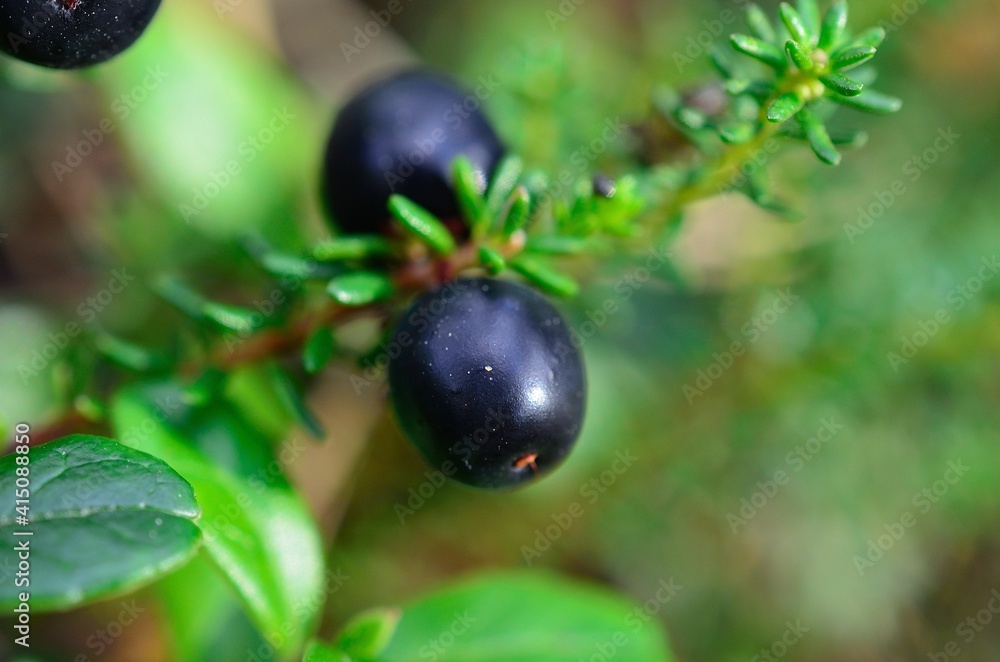 crowberry in summer forest crowberry in summer forest