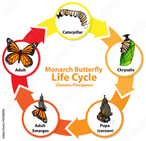Diagram showing life cycle of Butterfly
