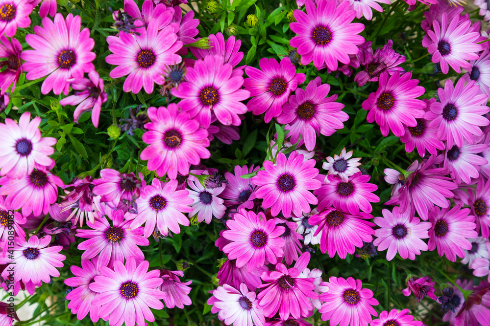 Italy, Sicily, Trapani Province, Erice. African Daisies in the ancient hill town of Erice. Italy, Sicily, Trapani Province, Erice. African Daisies in the ancient hill town of Erice.