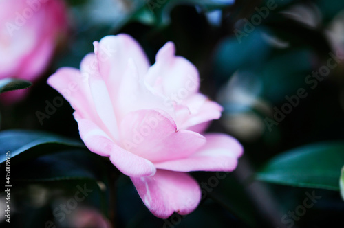 ピンク色の山茶花の花