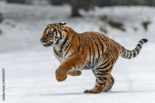 Tiger in wild winter nature, running in the snow. Action wildlife scene with dangerous animal. Cold winter in taiga, Russia. Snowflakes with beautiful Siberian tiger, Panthera tigris altaica