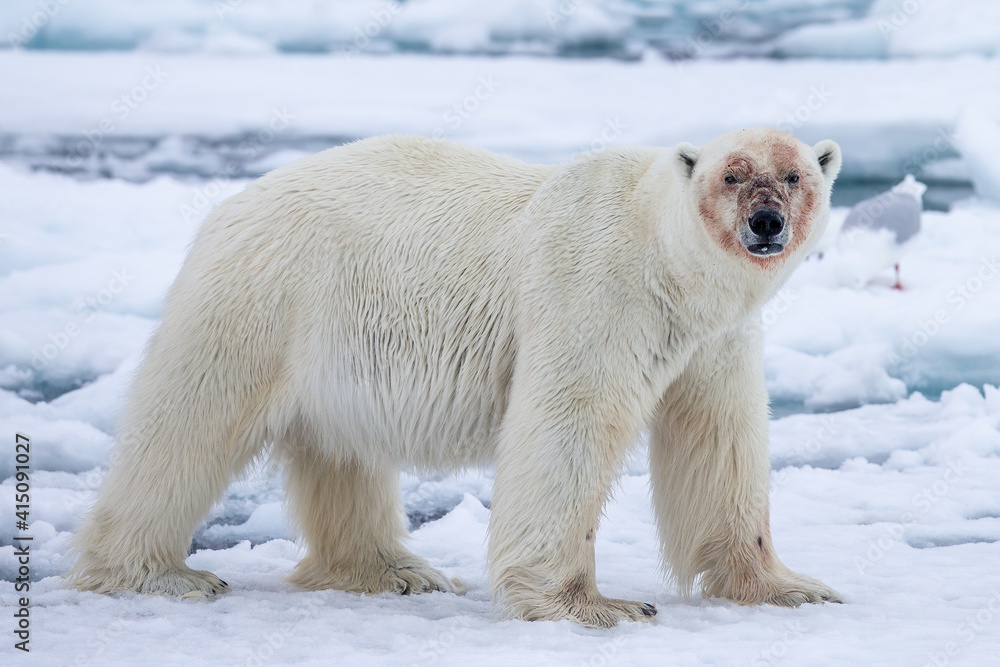 Polar Bear (Ursus maritimus) Spitsbergen North Ocean Polar Bear (Ursus maritimus) Spitsbergen North Ocean