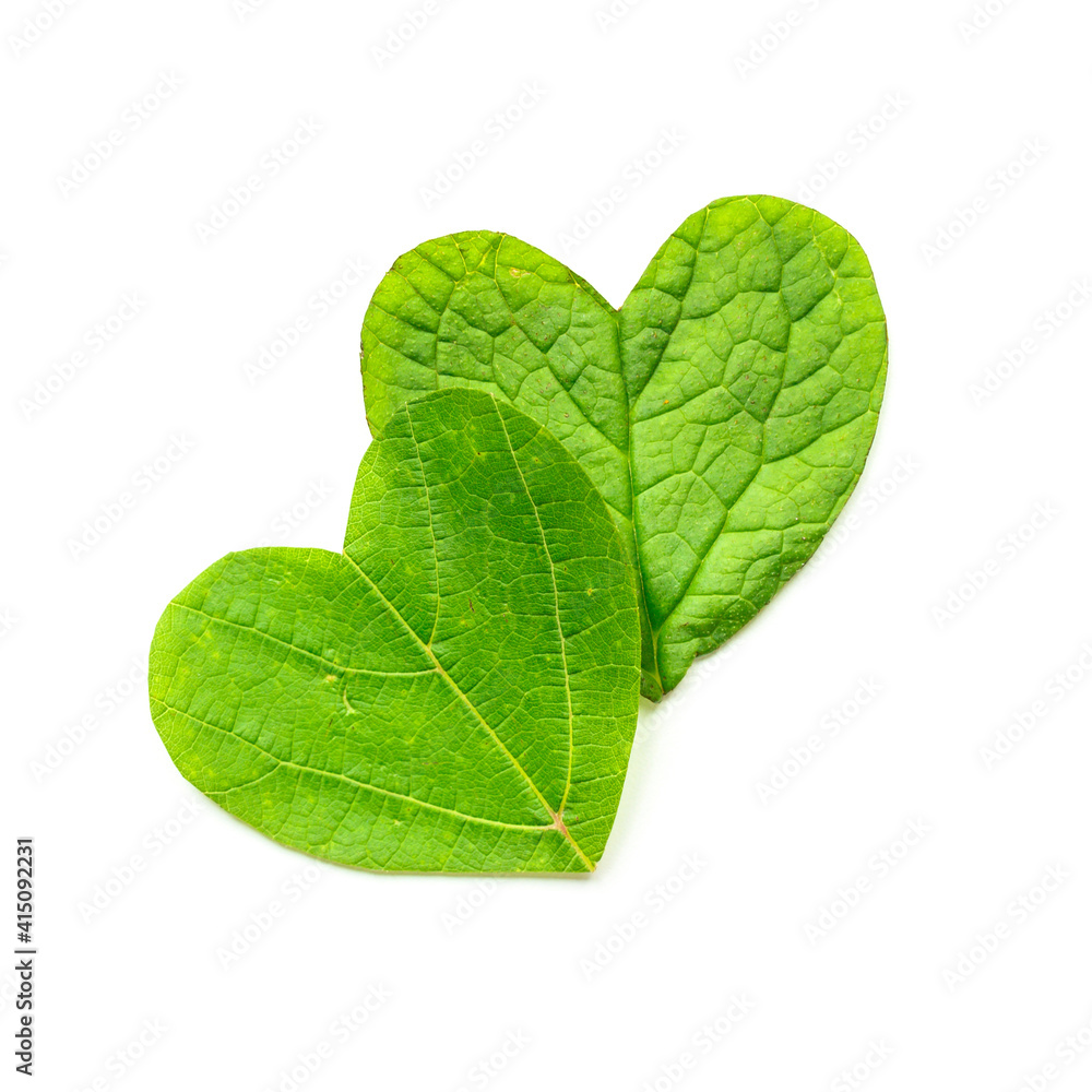 St. Valentine's day. The heart is cut from foliage on white background. square St. Valentine's day. The heart is cut from foliage on white background. square