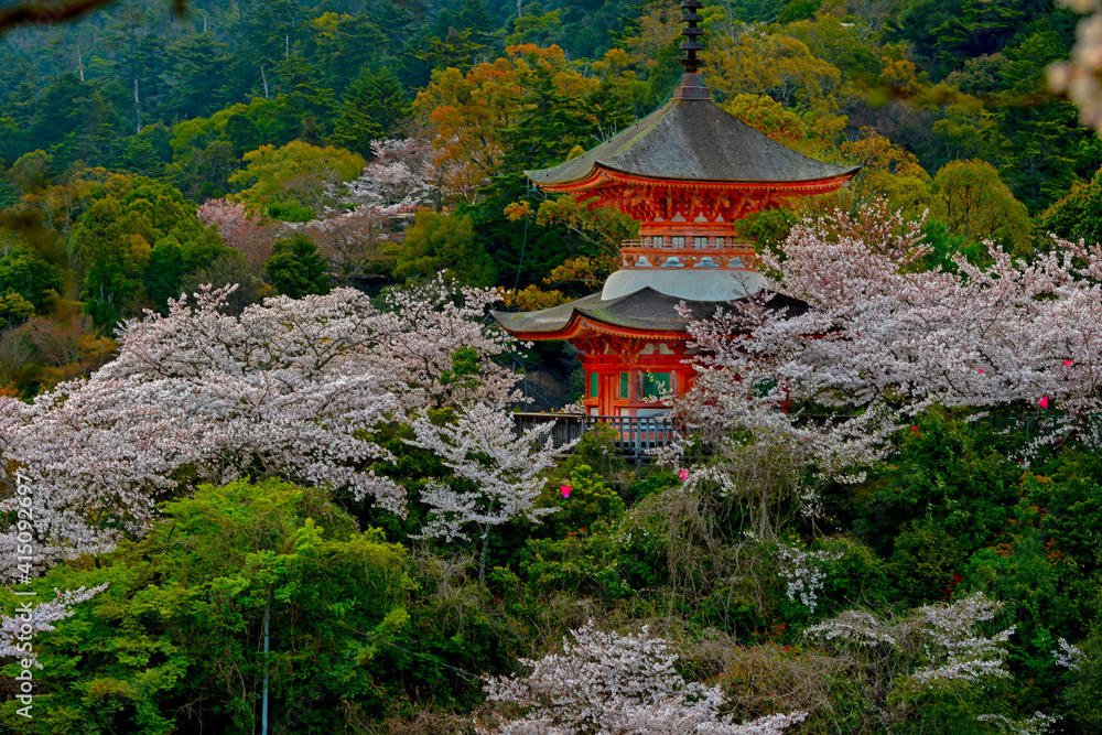 japanese garden in spring