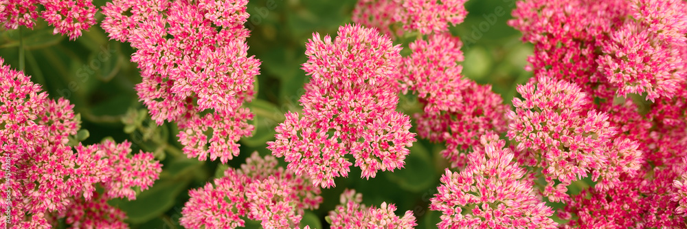 background of pink blooming flowers. Sedum telephium. banner background of pink blooming flowers. Sedum telephium. banner