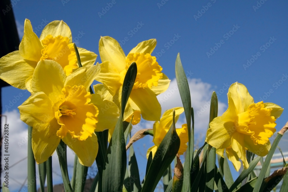 Fototapeta premium flower of narcissus with blue sky background